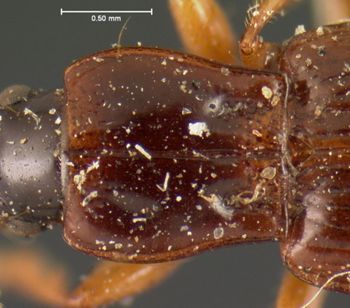 Media type: image;   Entomology 5935 Aspect: pronotum dorsal